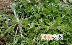 棉茵陈的功效与作用