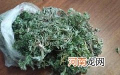 茵陈去胎毒几月份开始喝