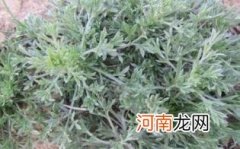 茵陈孕妇能吃吗