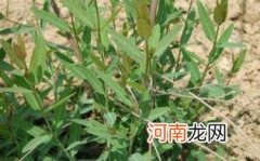 罗布麻茶哪些人不适合喝