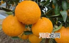 孕妇能吃丑橘吗