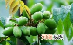 孕妇吃青果的注意事项