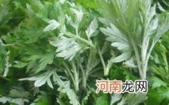 蒿子粑粑孕妇可以吃吗