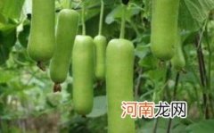 孕妇能不能吃蒲瓜