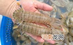 濑尿虾什么时候最好吃