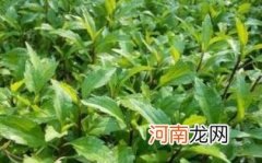 马兰头能给孕妇吃吗