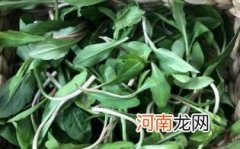 孕妇能不能吃马兰头