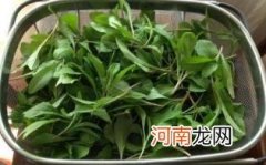 马兰头孕妇能吃吗