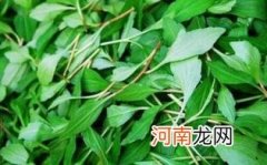 马兰头什么时候不能吃