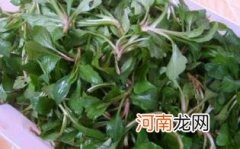 马兰头孕妇可以吃吗