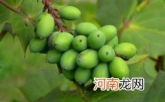 西青果孕妇能喝吗