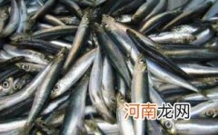 沙丁鱼的营养价值及功效