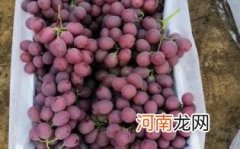 孕妇红提可以吃么