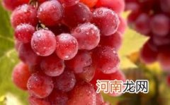 孕妇适合吃红提吗