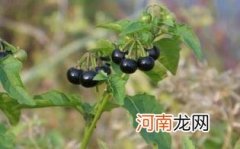 孕妇可以吃龙葵果吗