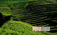 庐山云雾茶的级别