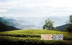 庐山云雾茶属于什么茶
