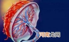 胎盘正常的标准