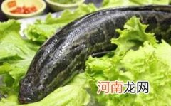 孕妇可不可以吃乌鱼