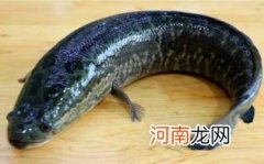 孕妇能不能吃乌鱼