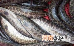 怀孕能吃乌鱼吗