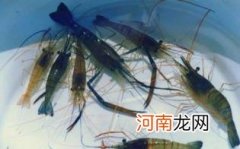 青虾变黑了还能吃吗