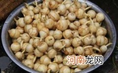 孕妇能吃慈姑吗