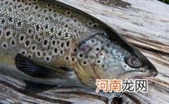 鲑鱼头最好吃的做法