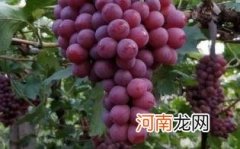 吃红提注意事项