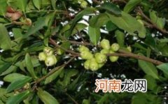 水蒲桃的适用人群