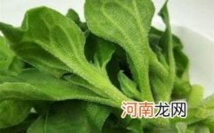 冰草什么人不能吃