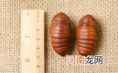 孕妇能不能吃蝉蛹