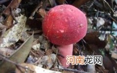 孕妇可以吃红菇吗