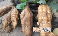 怀孕可以吃粉葛汤吗