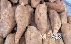 葛根和粉葛是不是同一种东西