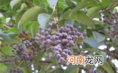 女贞子枸杞泡水的禁忌