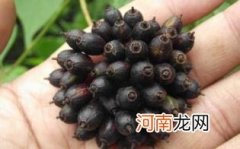 孕妇可以吃刺五加吗