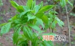 刺五加的禁忌人群是什么