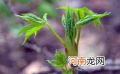 刺五加禁忌有哪些