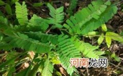 鸡骨草汤孕妇可以喝吗