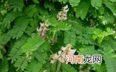 鸡骨草泡水喝的功效