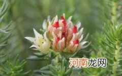 红景天孕妇可以用泡脚吗