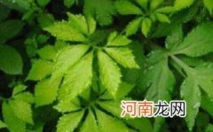 绞股蓝泡水喝的副作用