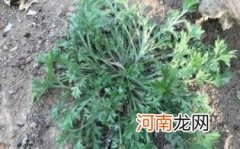 白蒿孕妇能吃吗