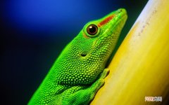 蛋白粉的功效是什么 和蛋白质粉有什么功效