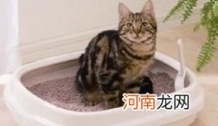 预备铲屎官必看的文章 养猫要准备什么