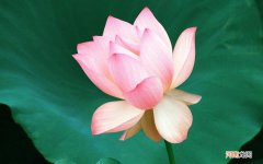 甲鱼烧鞭花的做法 甲鱼鞭有多长