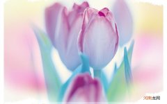 红糖和蜂蜜有祛斑的作用吗 祛斑用什么蜂蜜最好