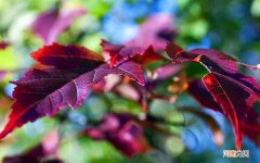 中威电气石汗蒸养生馆可以天天蒸吗 汗蒸能每天蒸吗