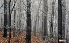 花椒有杀菌消毒的功效吗 男人喝花椒水的功效与作用